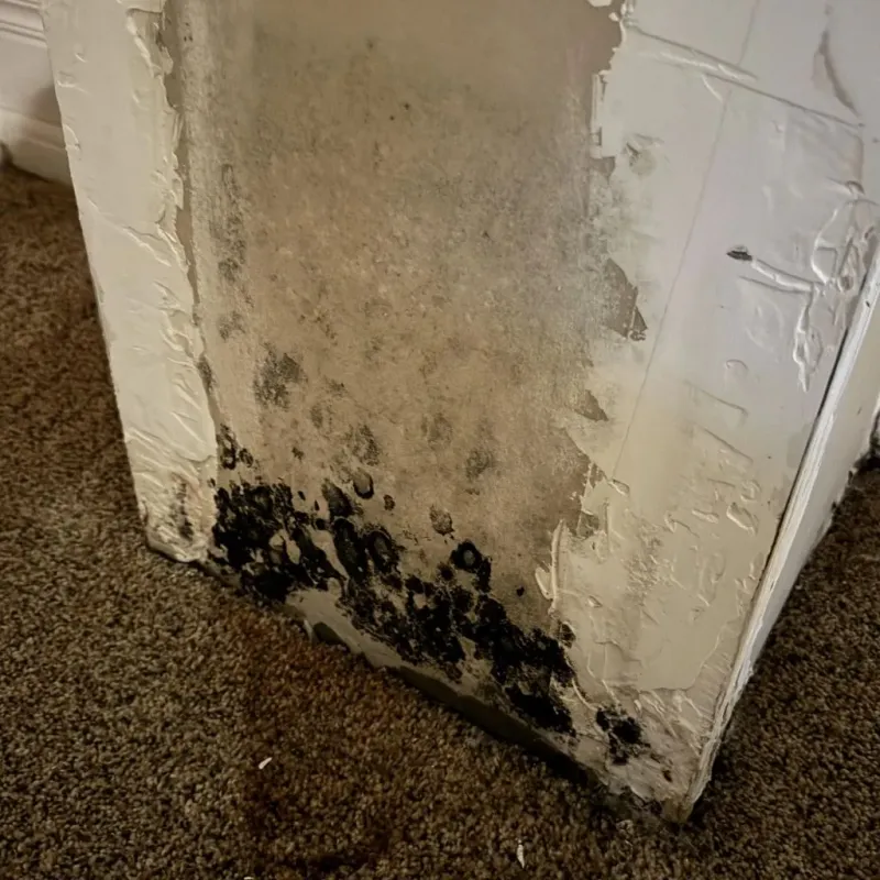 Professional Mold Removal in Lumpkin, GA